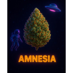 AMNESIA